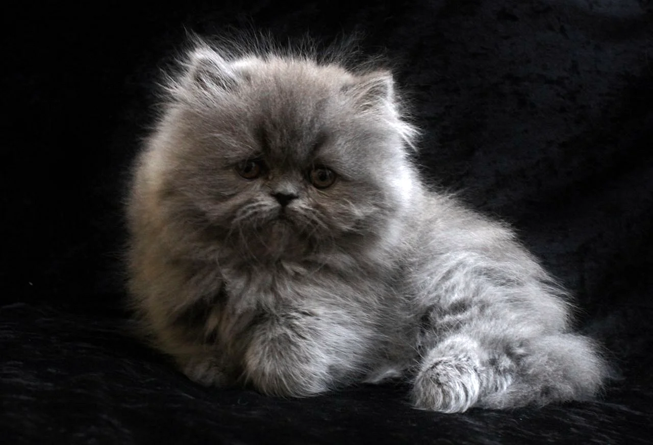 Персидская кошка котята