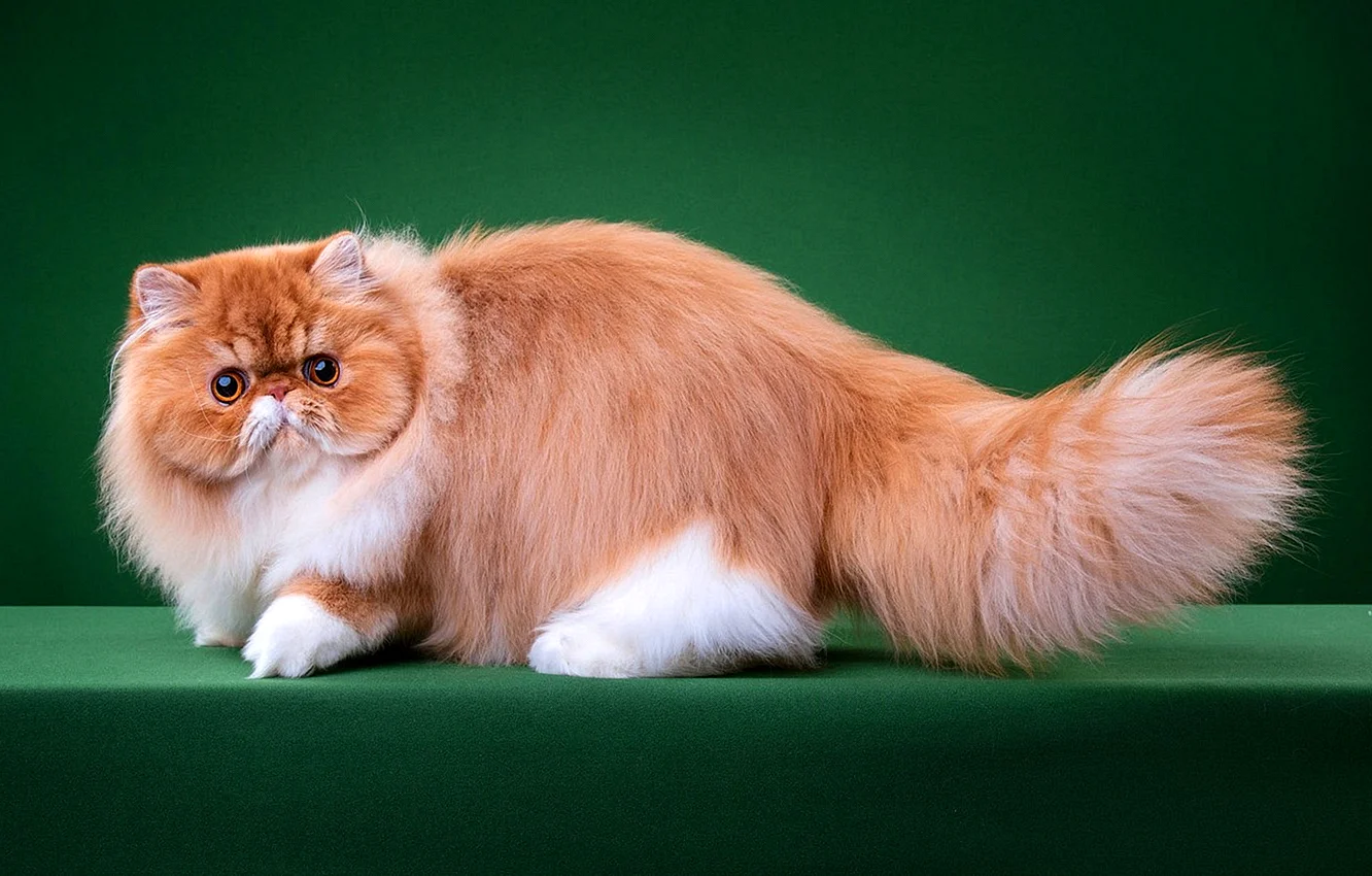 Персидская кошка Манчкин