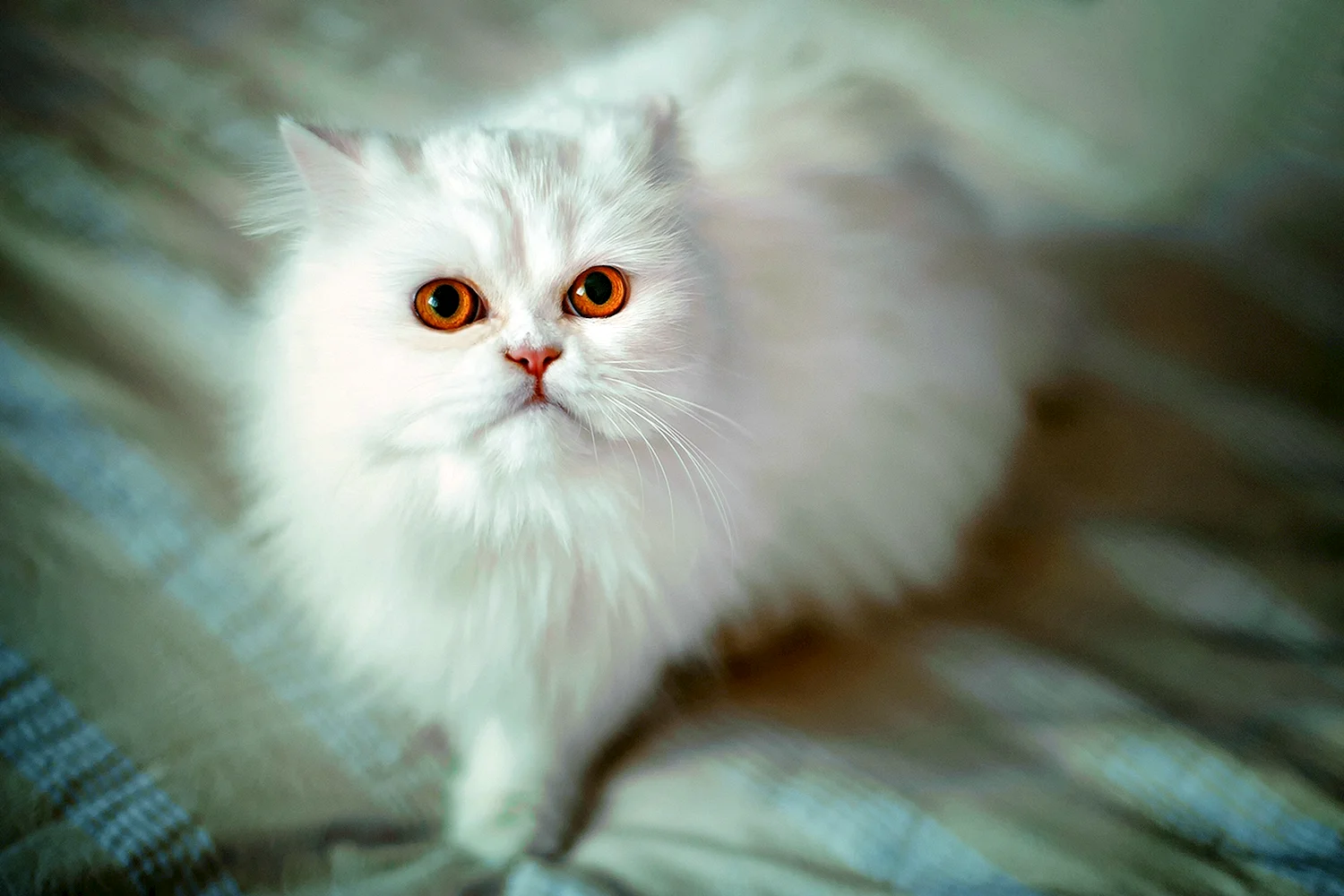 Персидская кошка пушистая