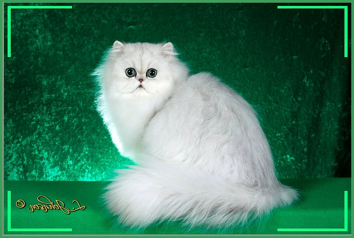 Персидская кошка серебристая шиншилла