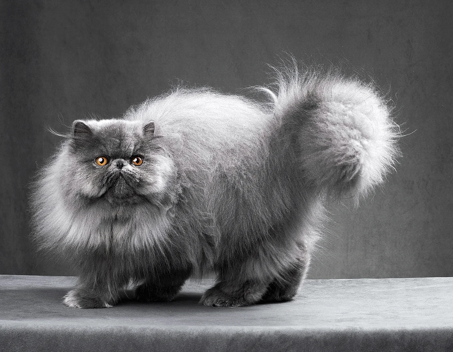 Персидская кошка серо полосатая