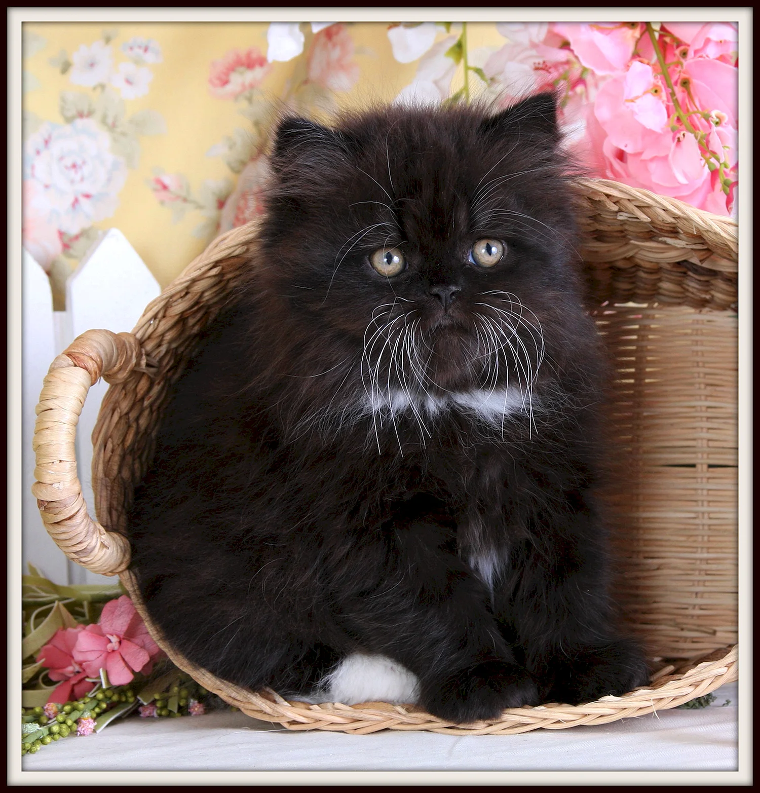Персидская кошка шоколадный биколор