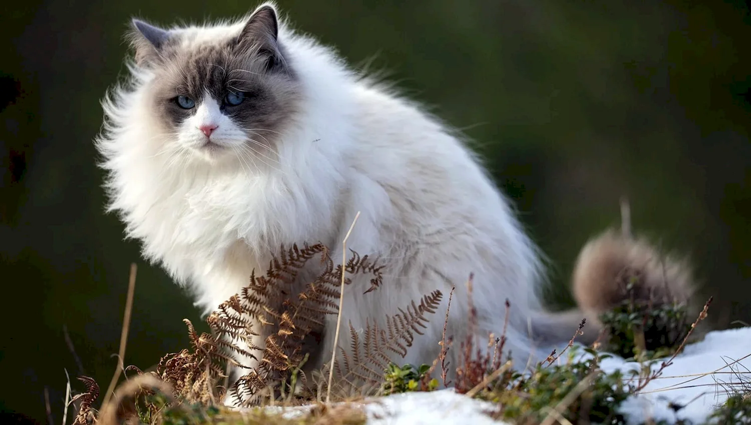 Персидская Лесная кошка