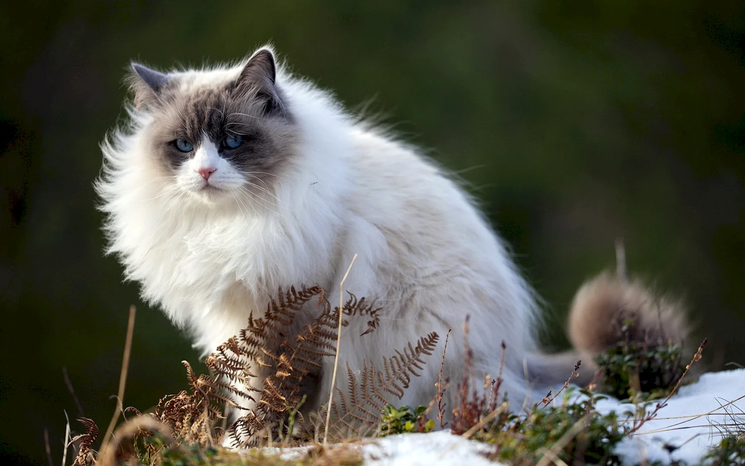 Персидская Лесная кошка