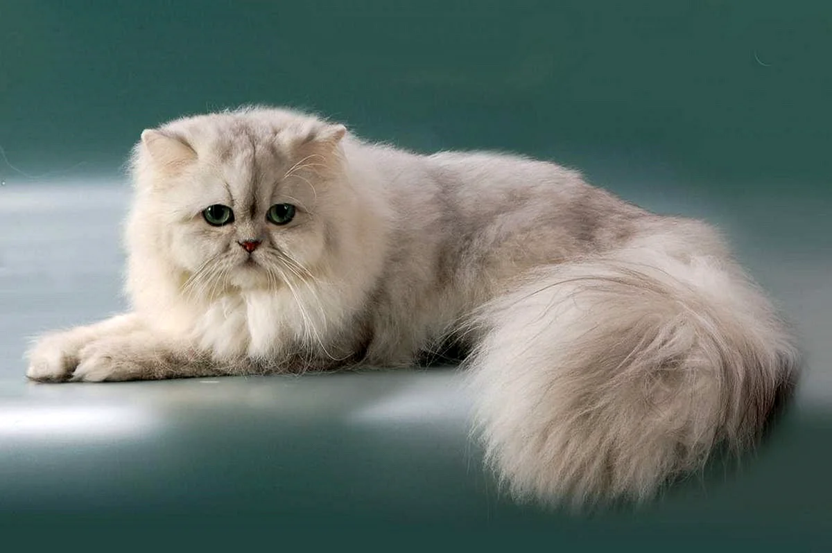 Персидская шиншилла кошка