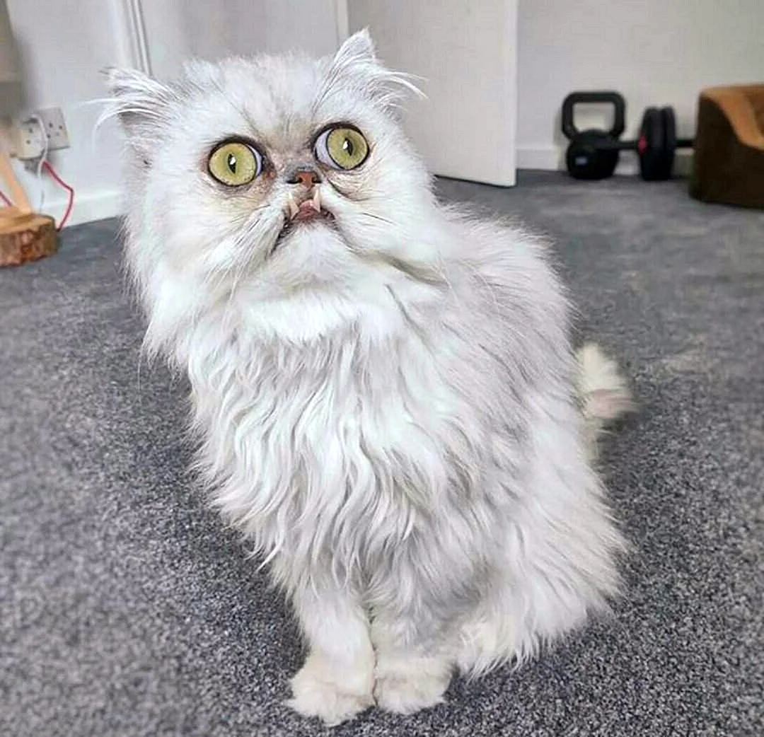 самый страшный кот в мире фото