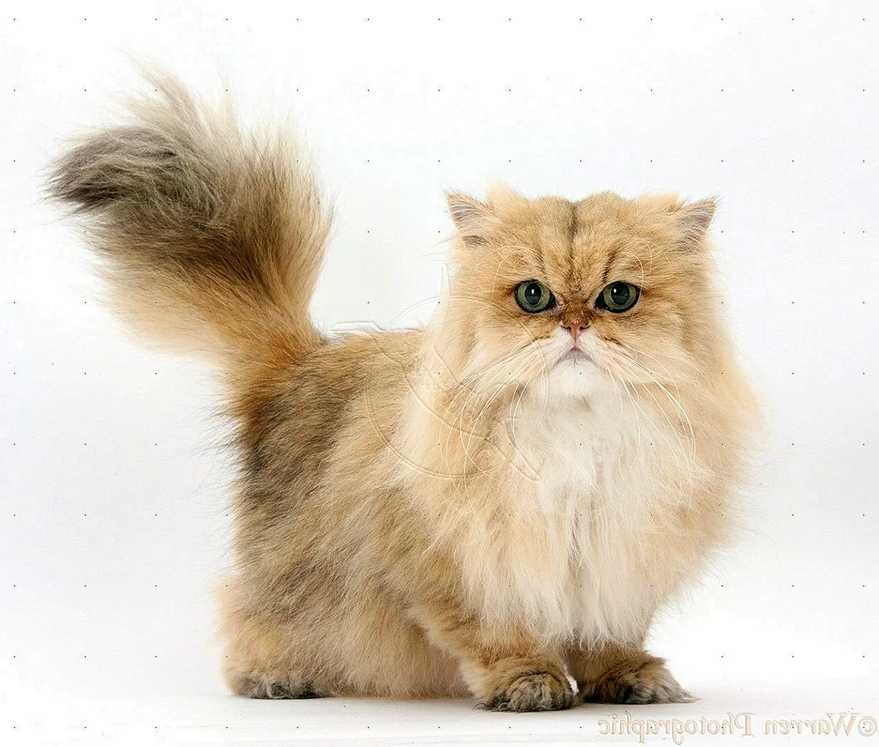 Персидская Золотая шиншилла кошка