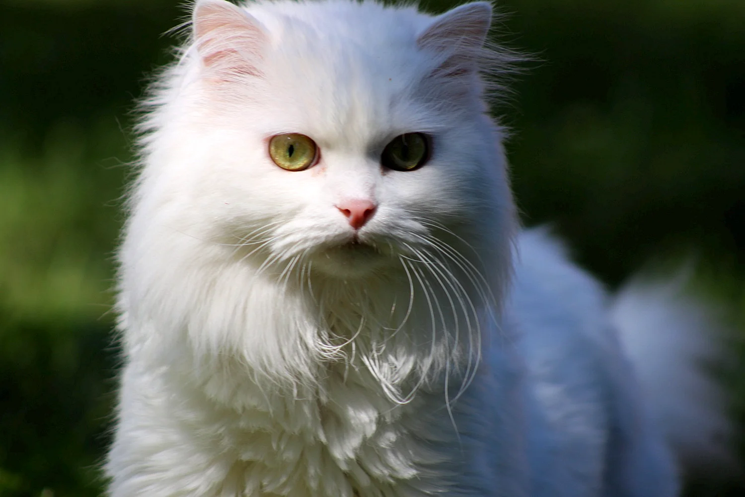 Персидский ангорский кот