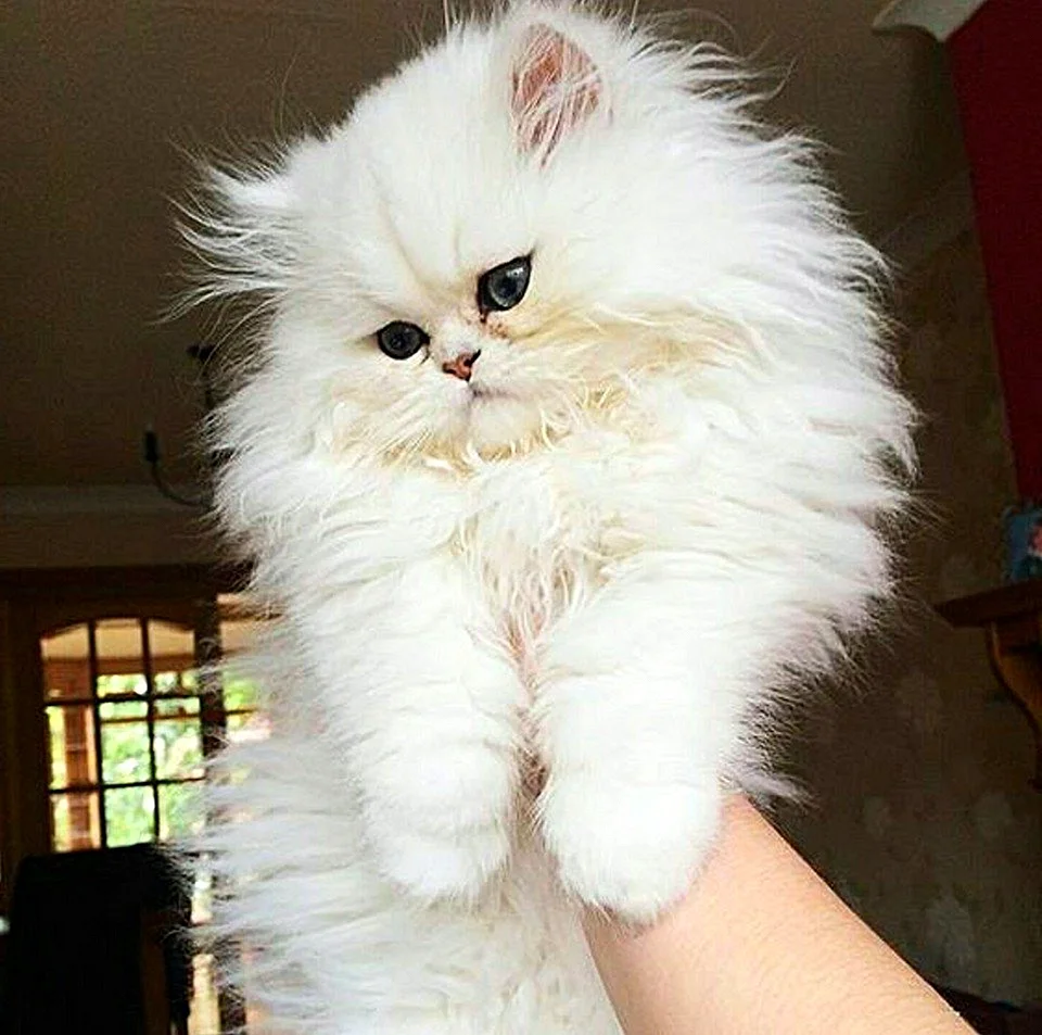 Персидский белый длинношерстный кот