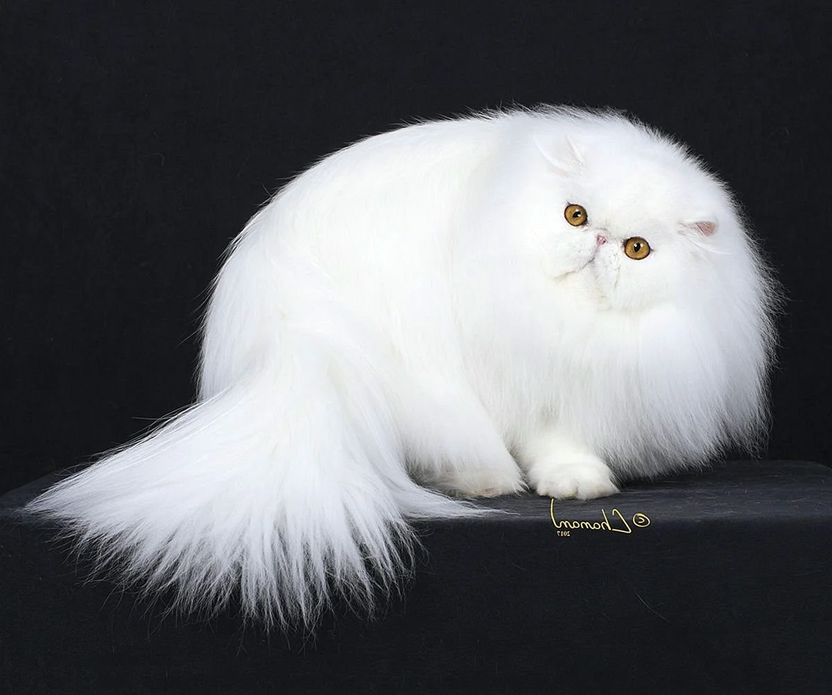 Персидский кот альбинос