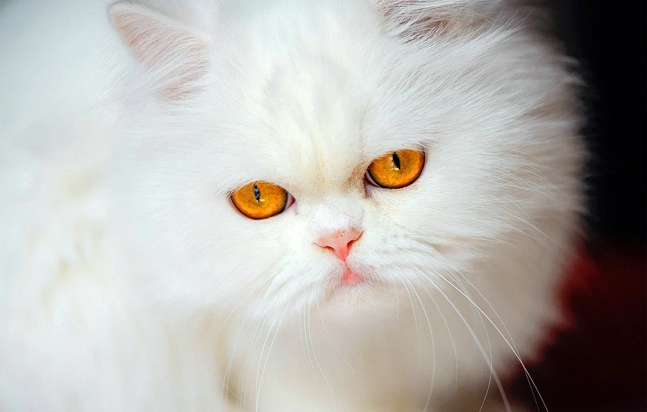 Персидский кот альбинос