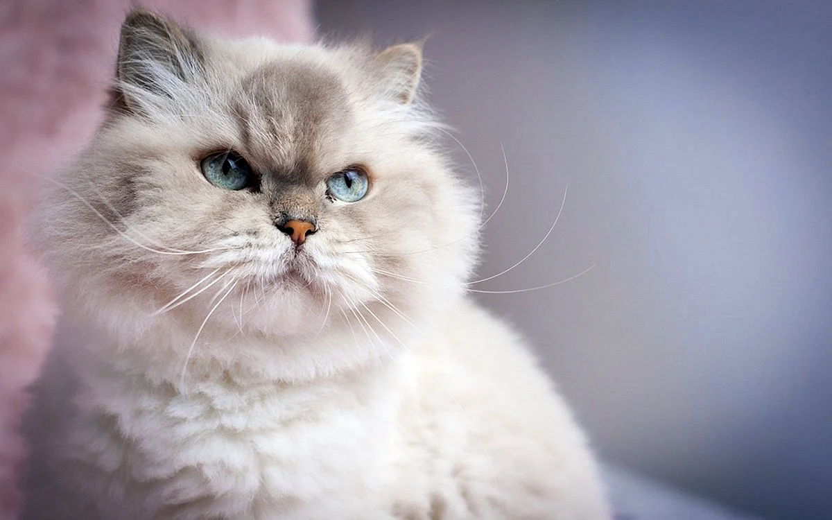 Персидский кот белый с голубыми глазами