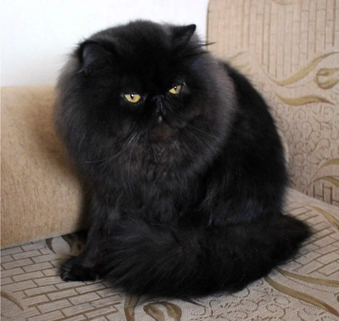 Персидский кот экзот черный
