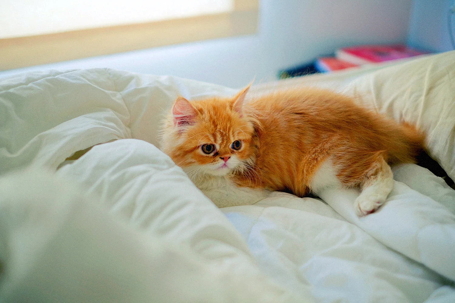 Персидский кот рыжий с белым