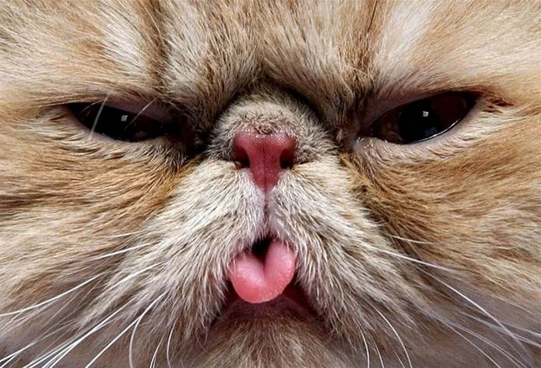 Персидский кот с языком