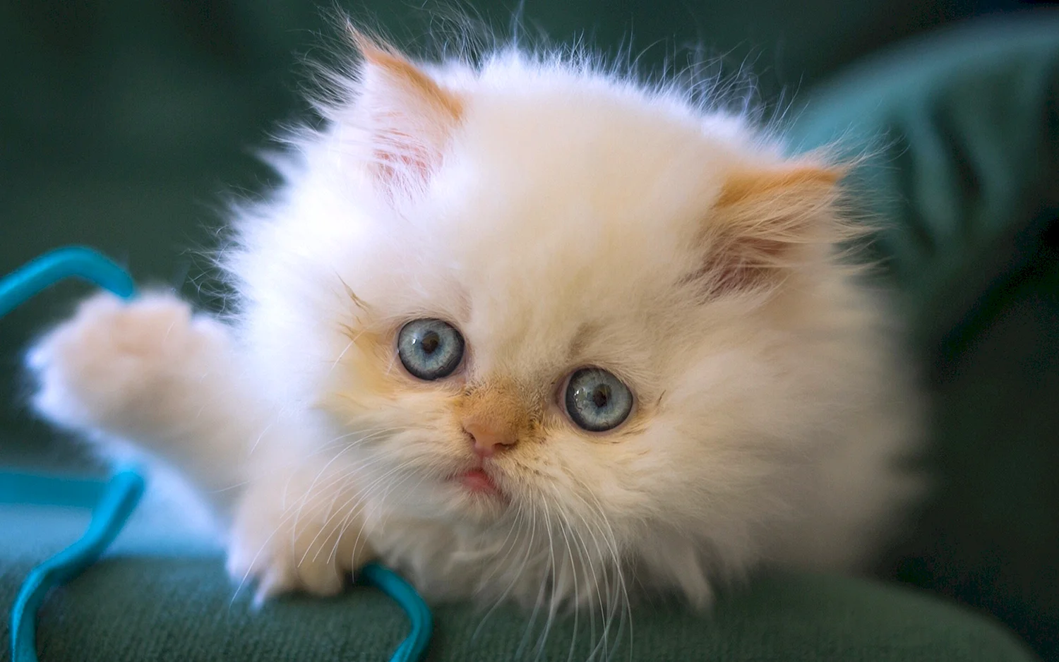 Персидский пушистый белый кот с голубыми глазами