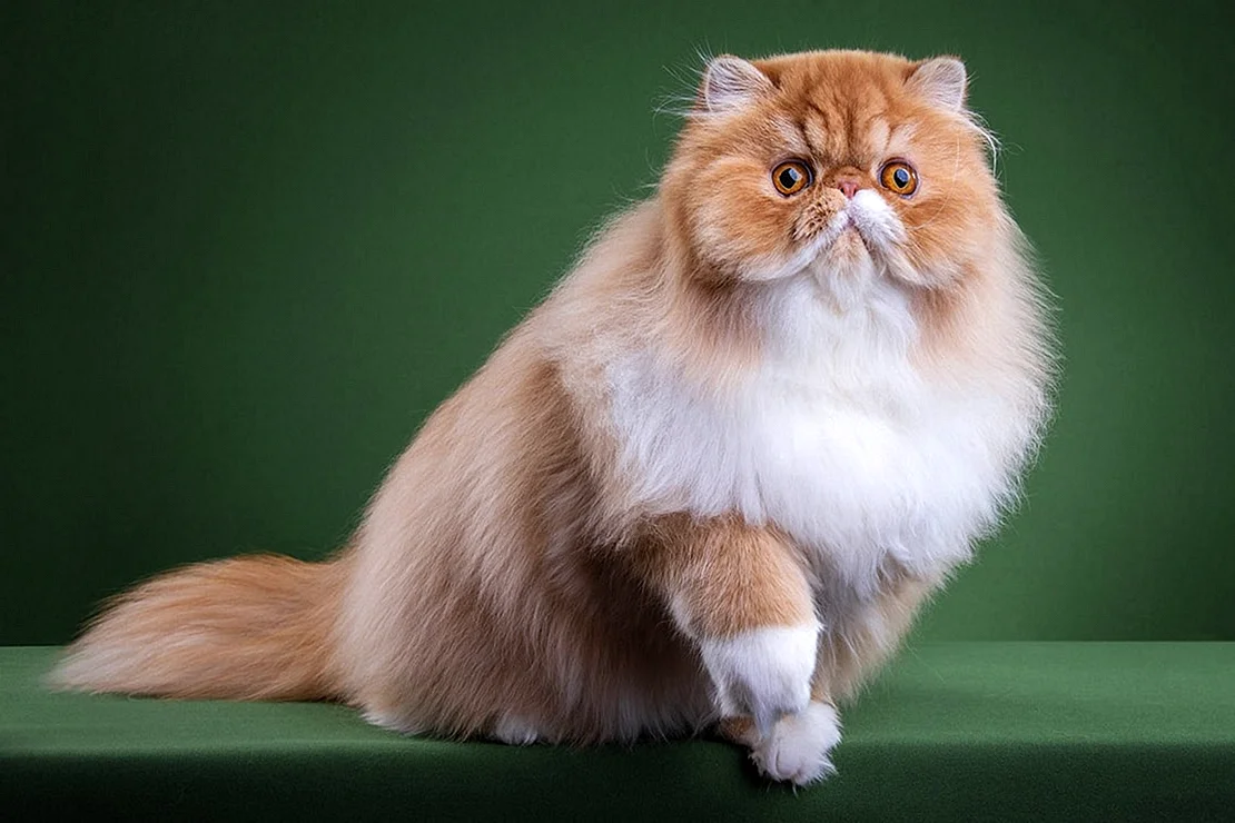 Персидско Сибирская кошка