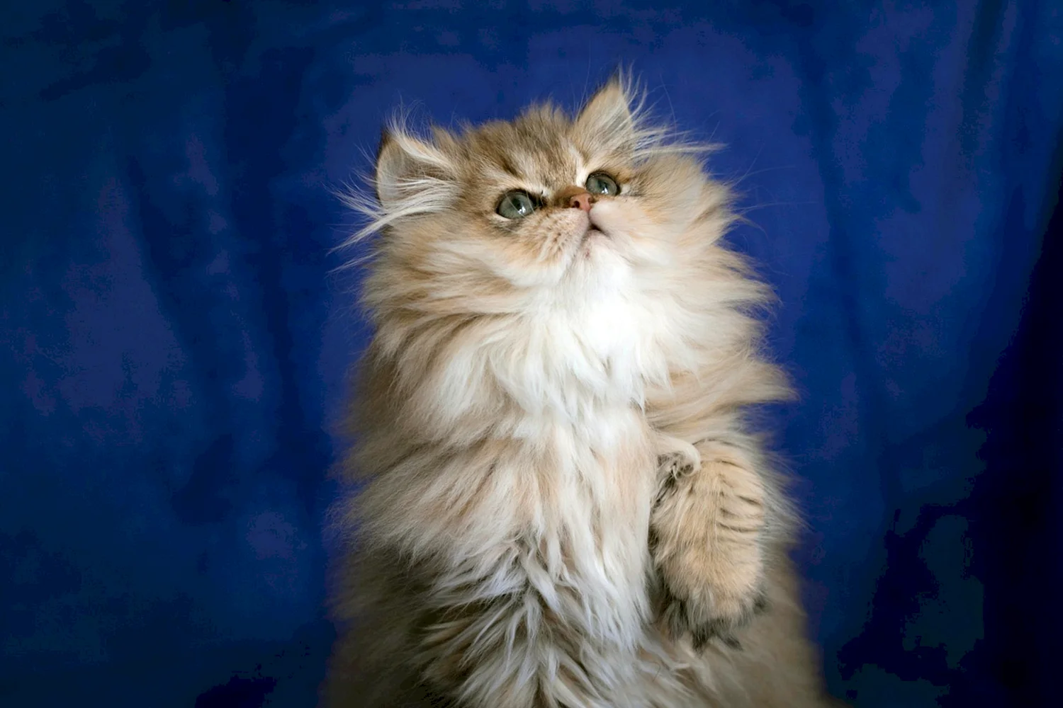 Персидско Сибирская кошка