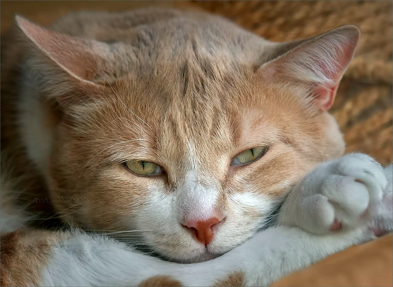 Персиковая кошка