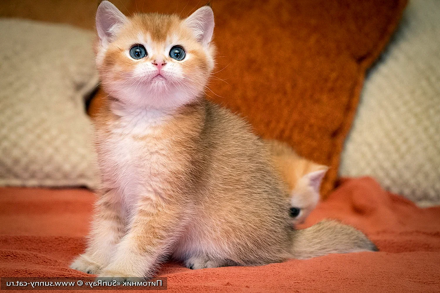 Персиковый британец котенок