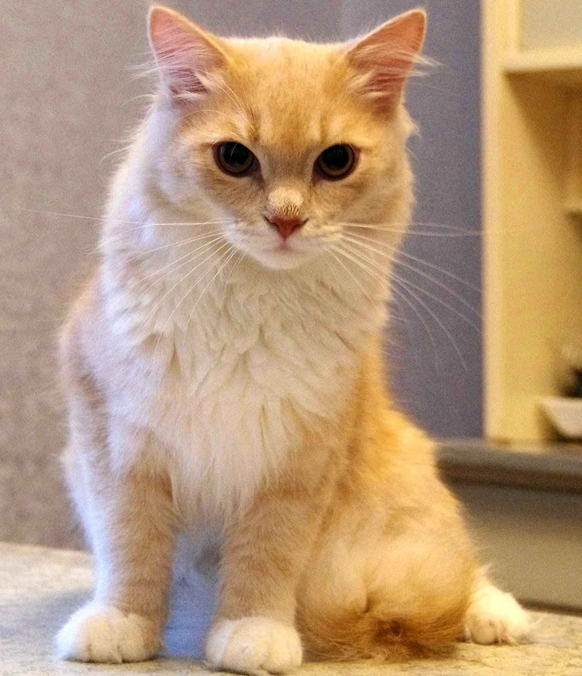 Персиковый кот порода
