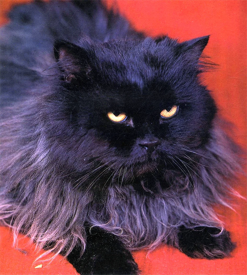 Перситская чёрная кошка