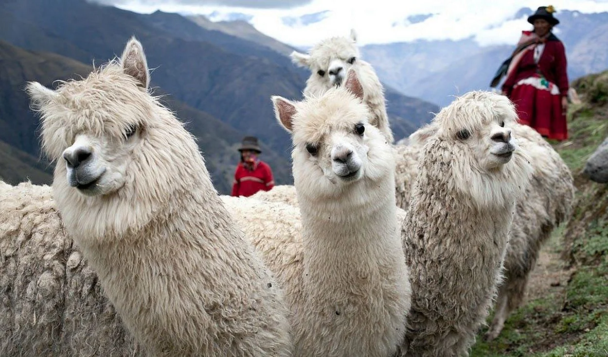 Перу лама альпака