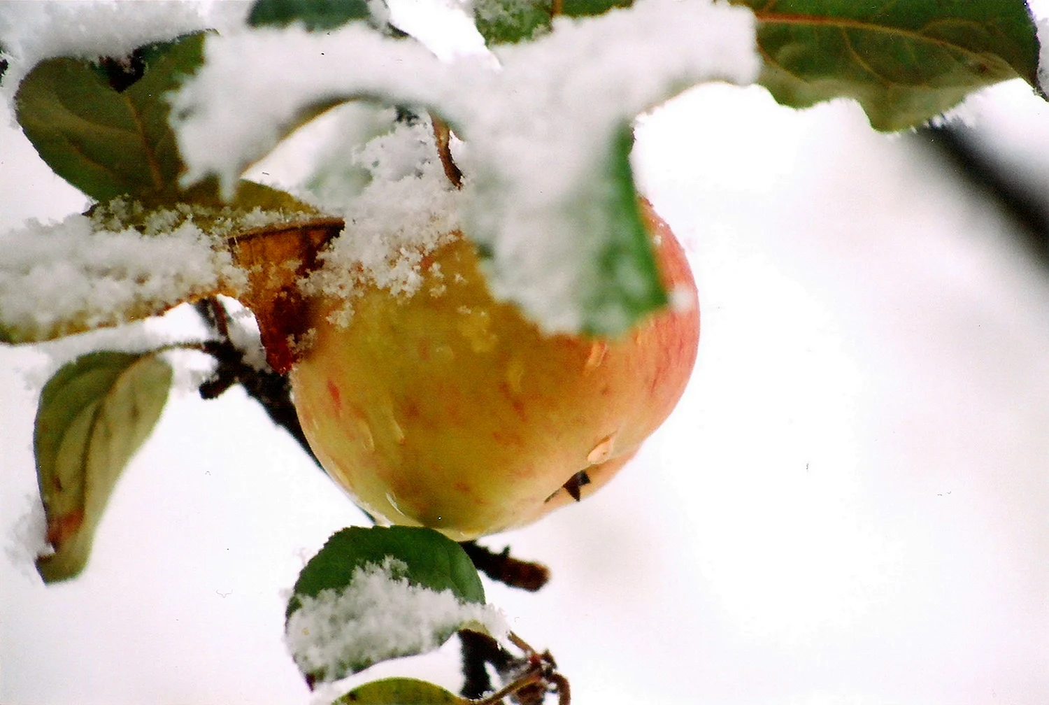 Первый снег на яблонях