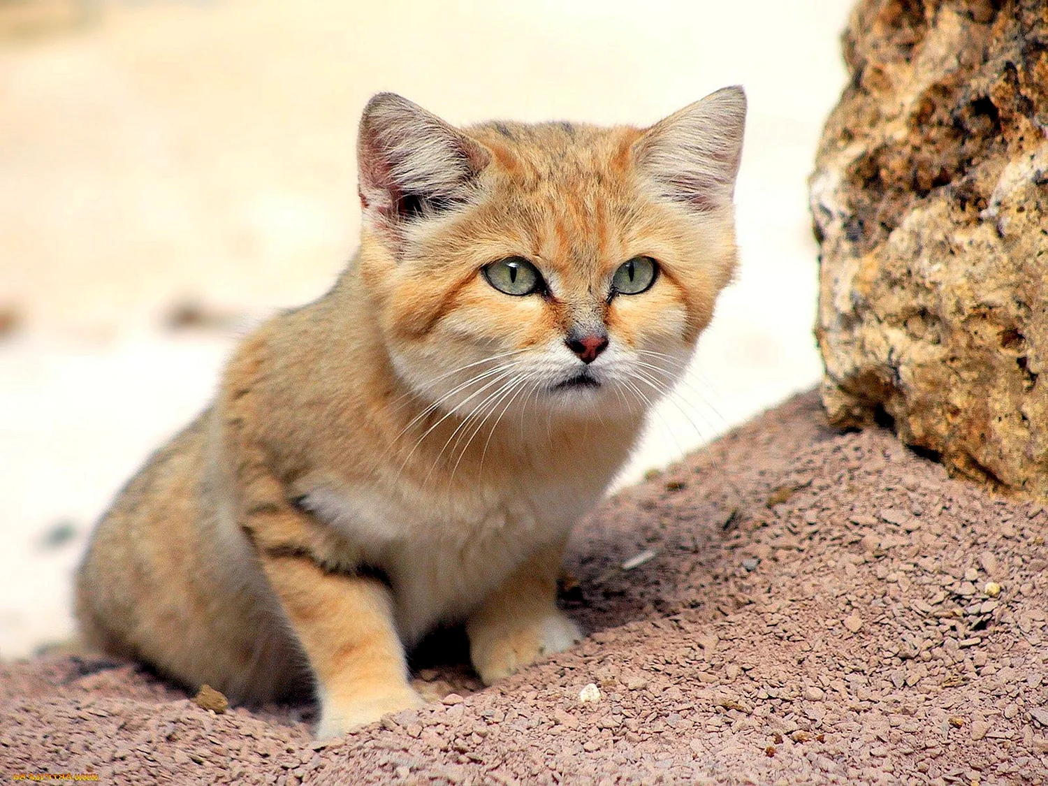 Песчаная барханная кошка