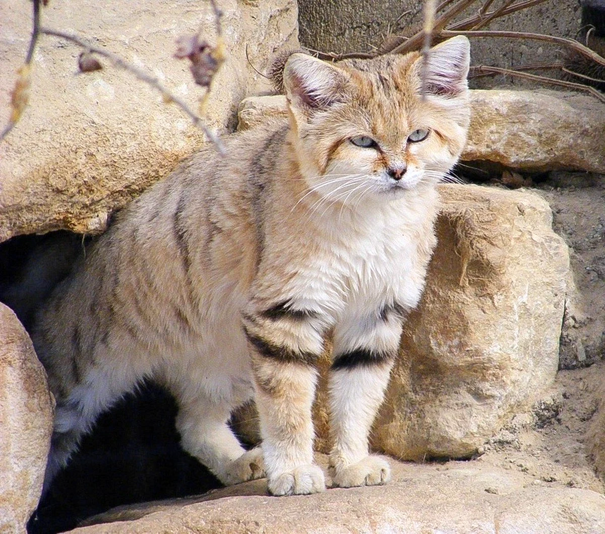Песчаная кошка (Felis Margarita)