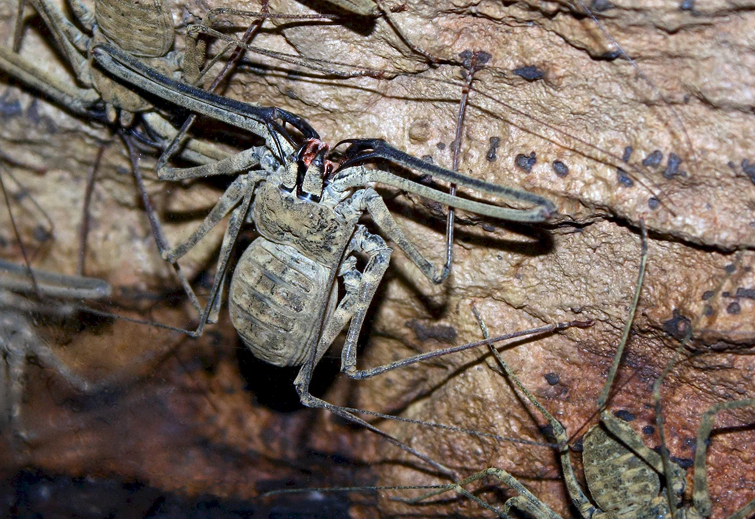 Пещерный паук Фрин