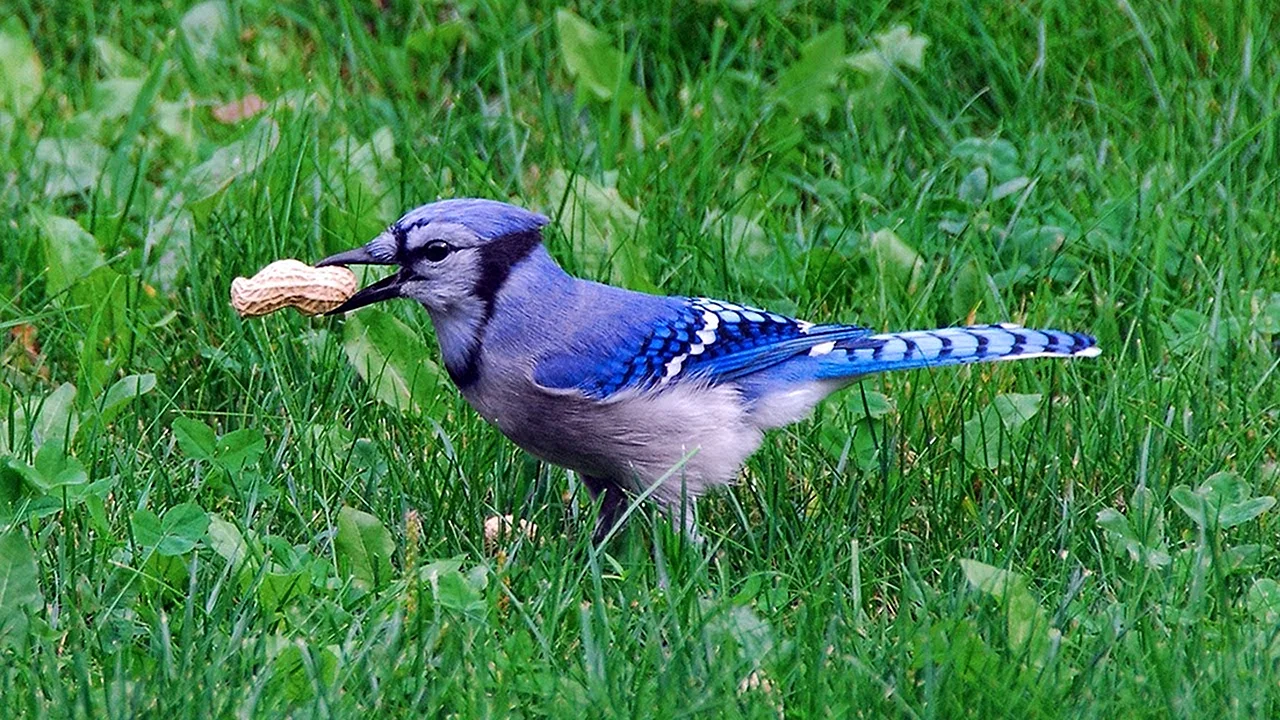 Певчая птица голубая Сойка