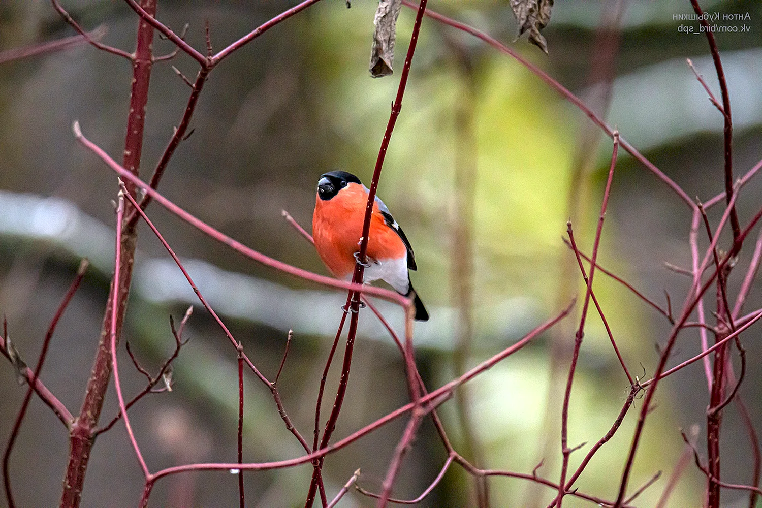 Певчая птица с красной грудкой