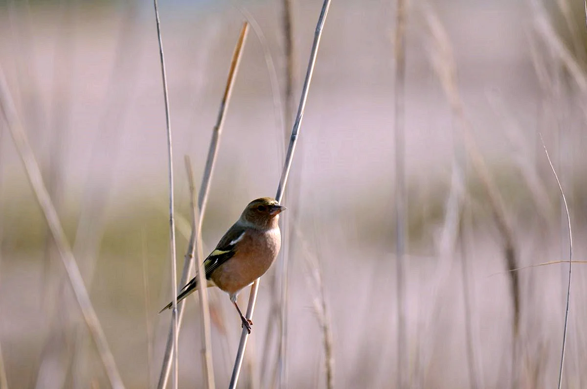 Певчие птицы Астраханской области