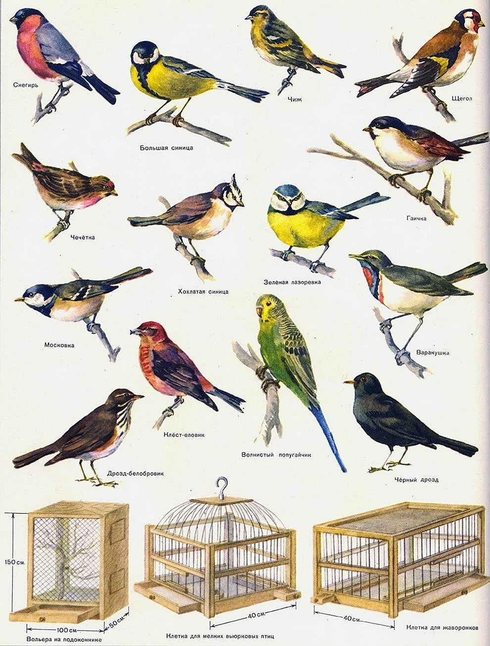 Птицы средней полосы россии - Певчие птицы, их названия, особенности, виды и фото витамин-п-байкальский.рф