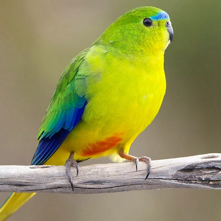Певчий попугай желтый