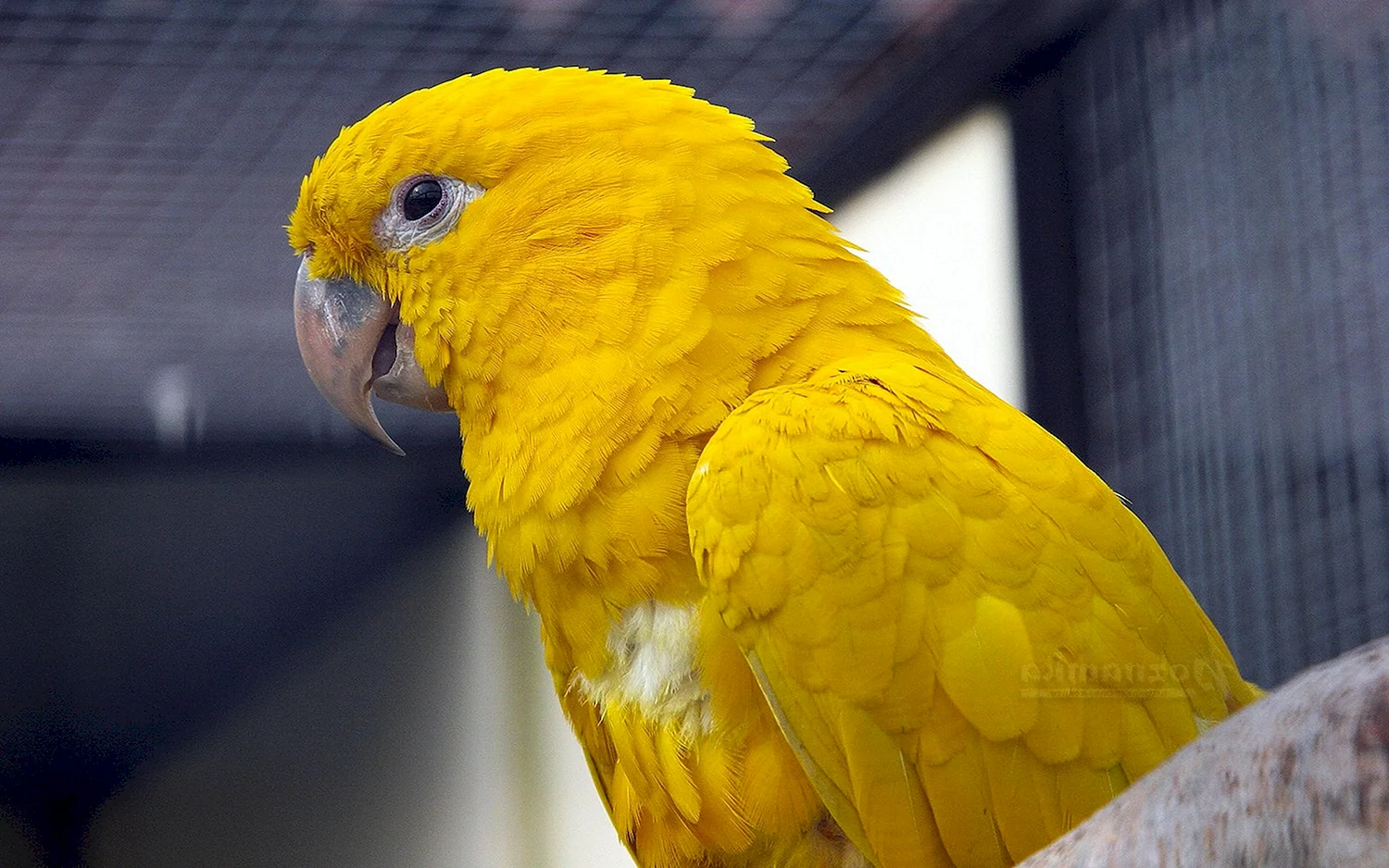 Певчий желтый попугай лютино