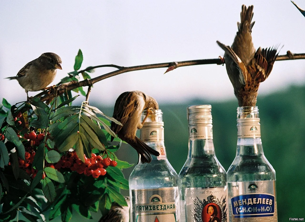 Пьяные птицы