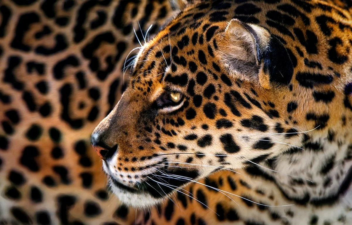 Пятна ягуара и леопарда