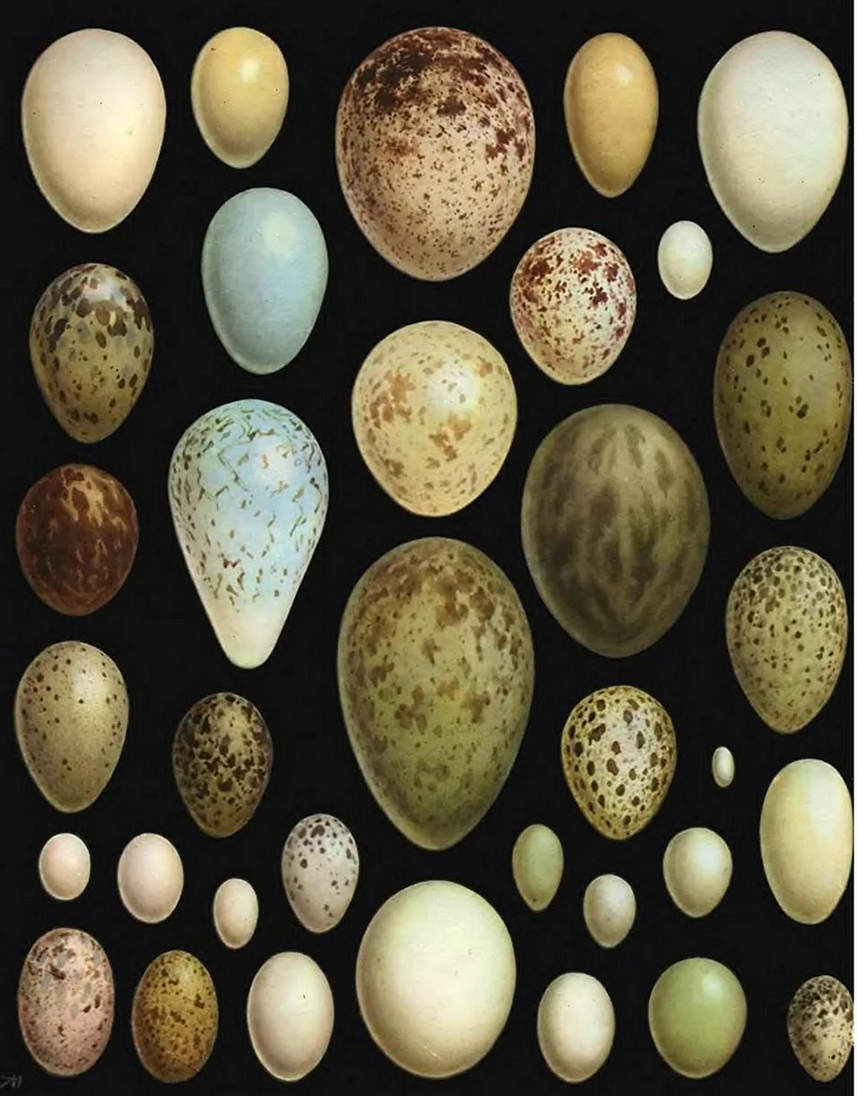 Пятнистые птичьи яйца