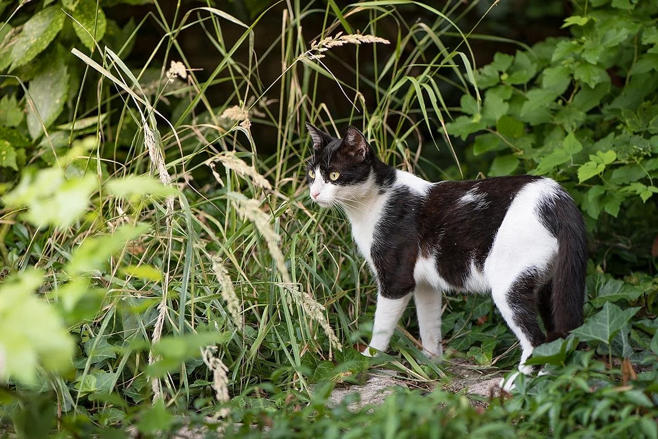 Пятнистый кот черно белый
