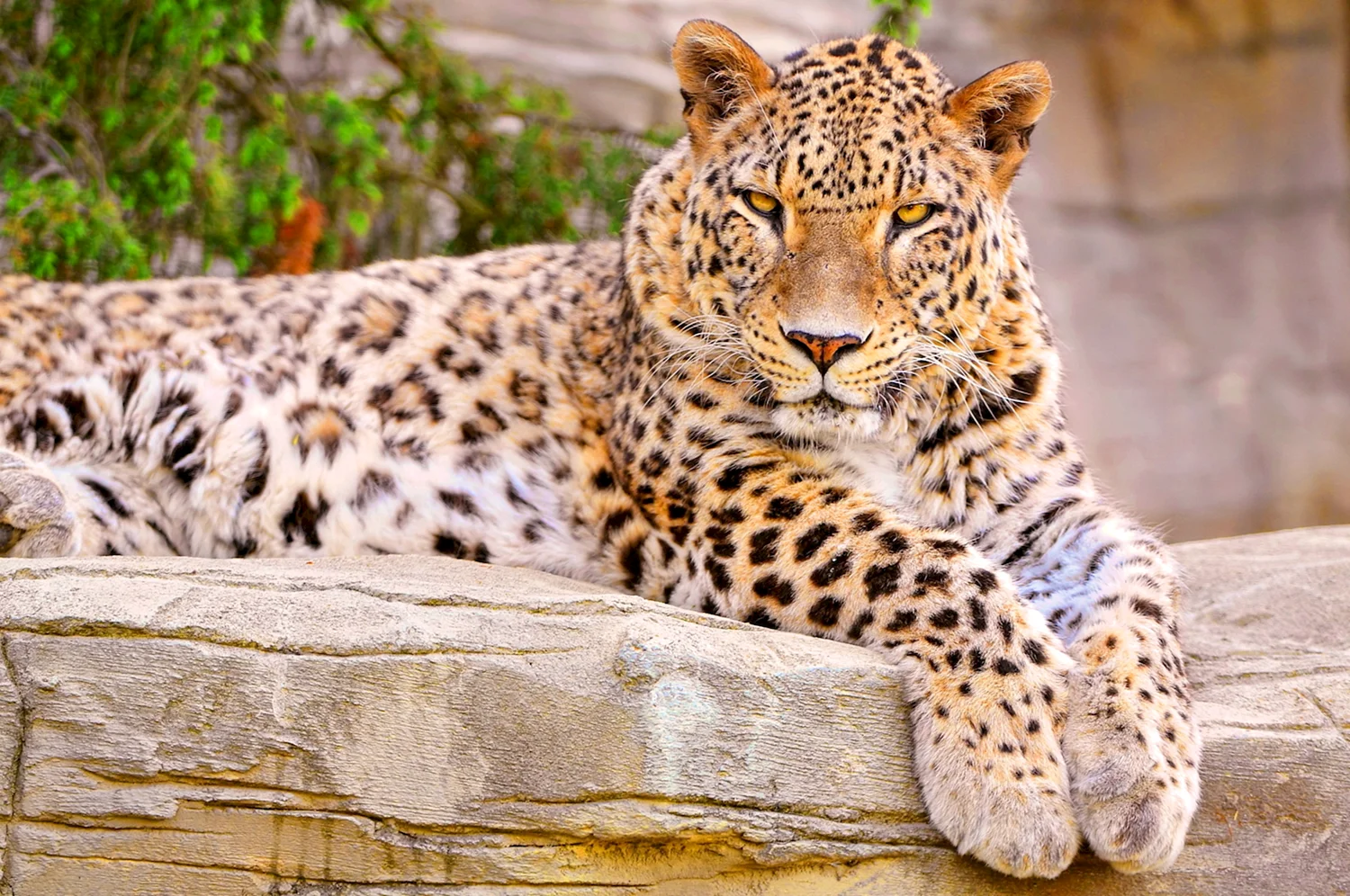 Пятнистый леопард
