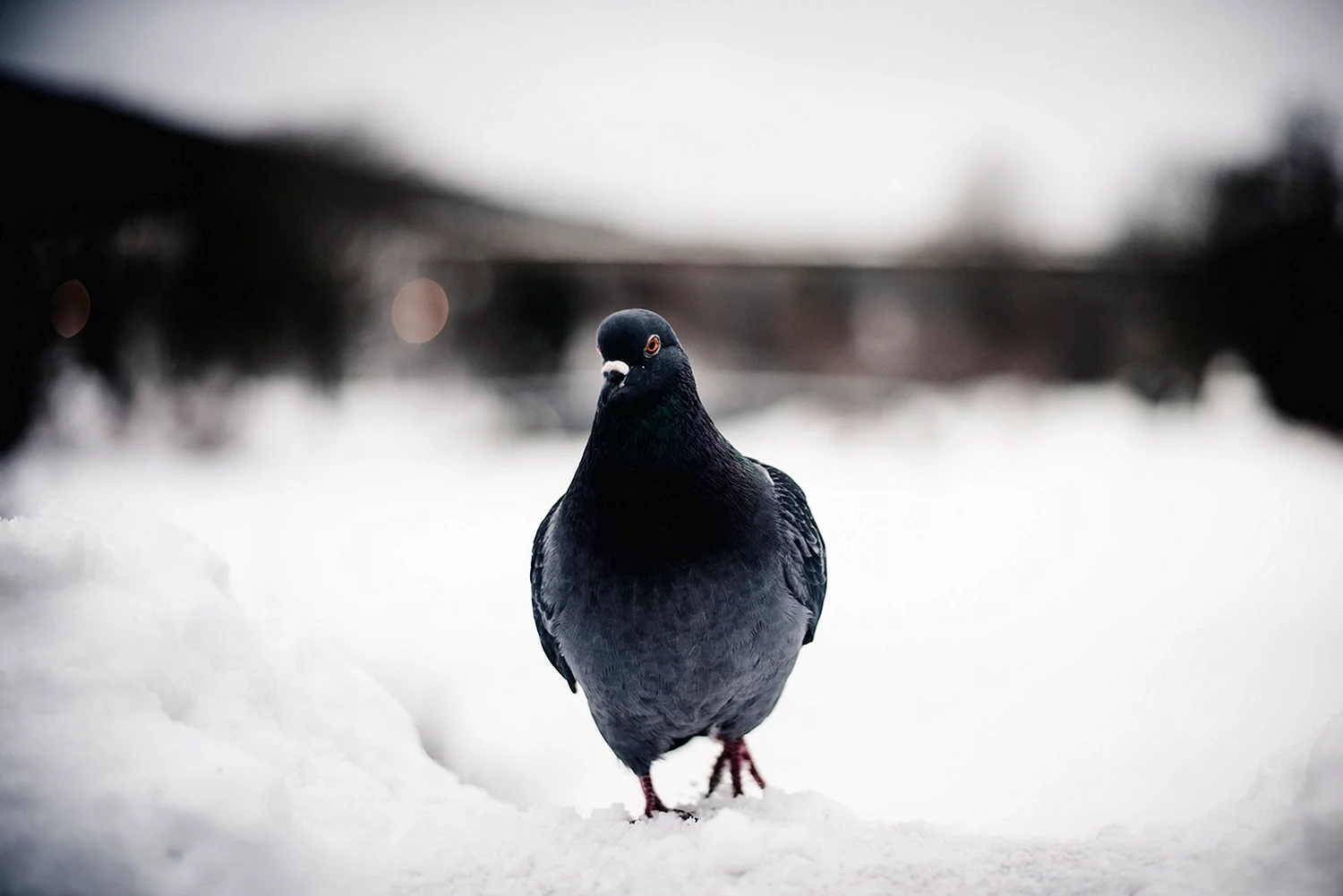 Pigeon Snow