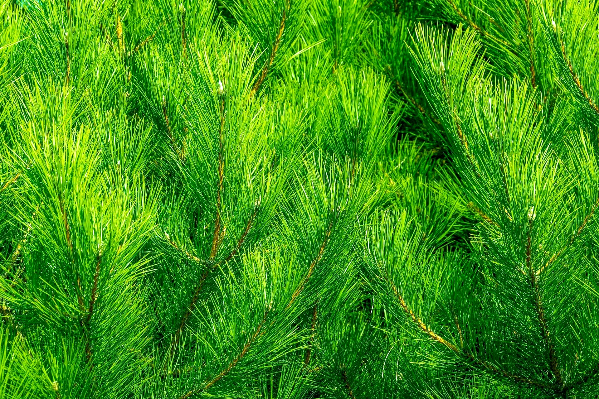 Pine Green - зеленая сосна