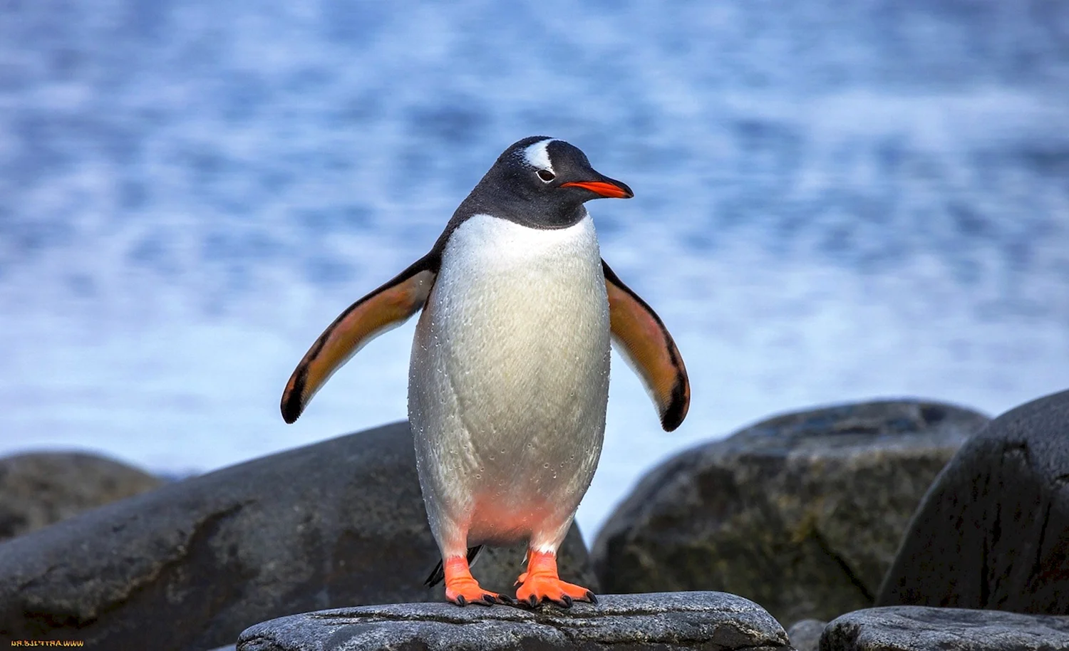 Pingivin