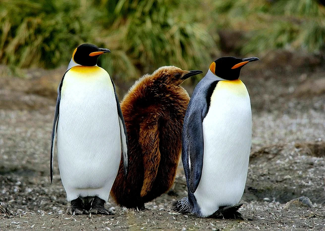 Пингвин Aptenodytes Demersa