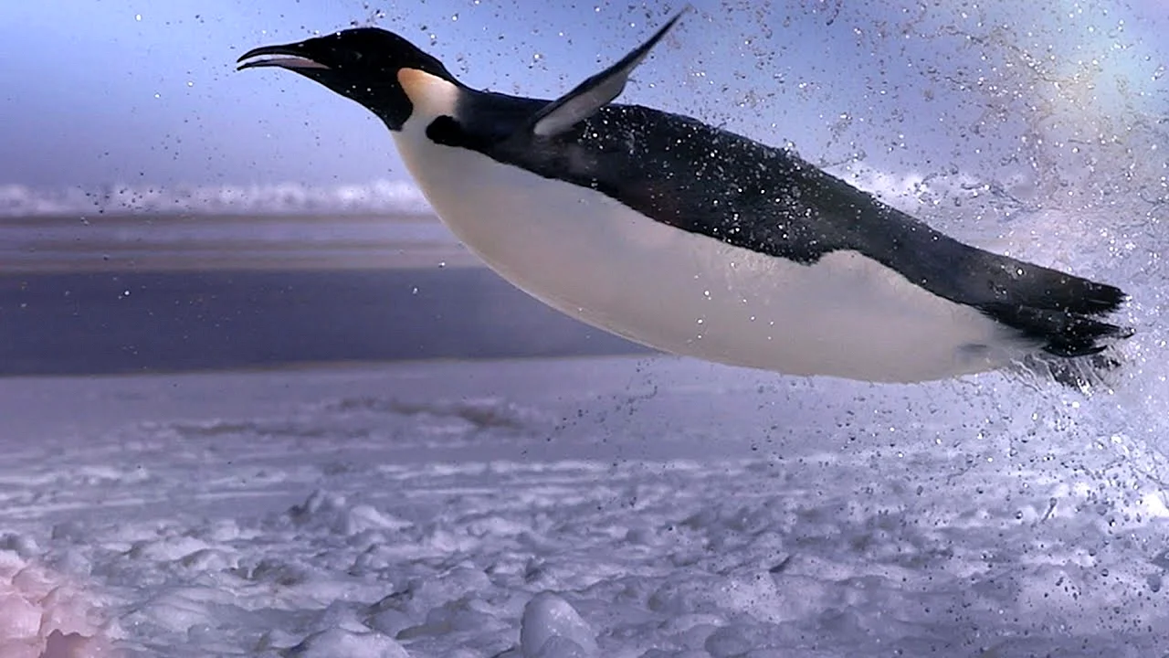 Пингвин летит