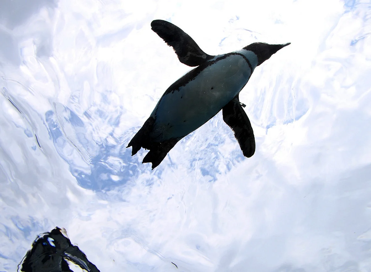 Пингвин летит
