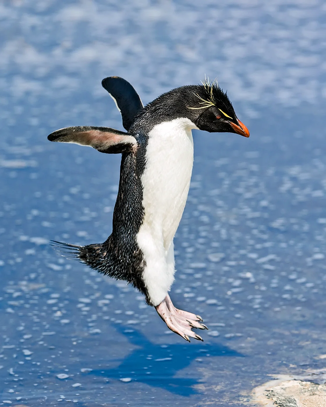 Пингвин ныряет