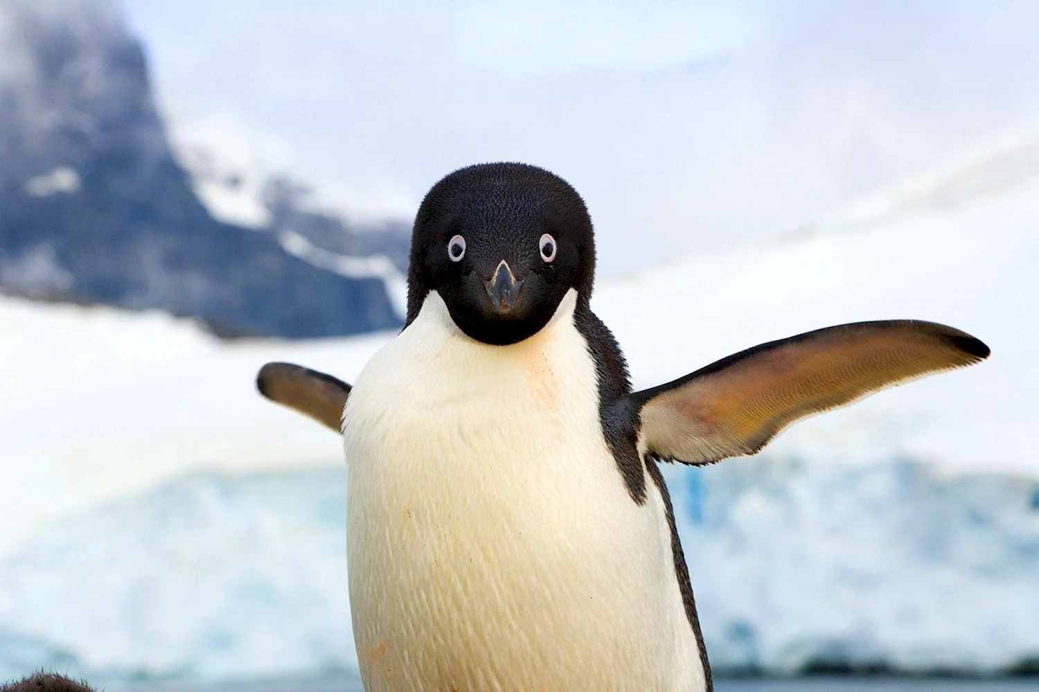 Пингвин Пемба